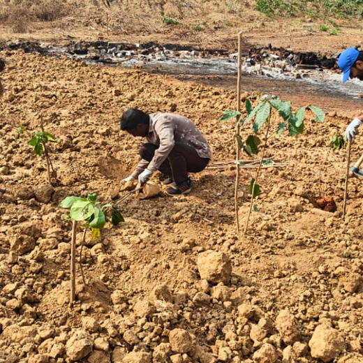 Sustainable Future: Senator Office Furniture India’s CSR – Planting
