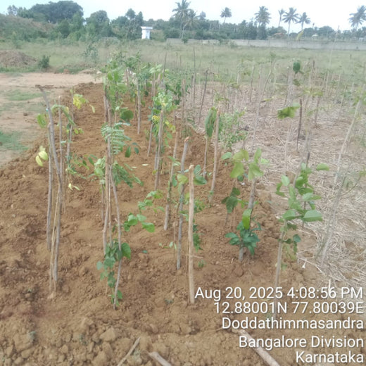 Greener Tomorrow: Senator Office Furniture India’s CSR – Planting