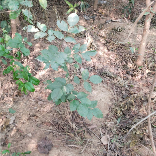 EACH ONE PLANT ONE: SentinelOne’s Green Commitment to Urban Sustainability – 6 months
