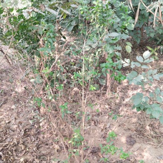 EACH ONE PLANT ONE: SentinelOne’s Green Commitment to Urban Sustainability – 6 months