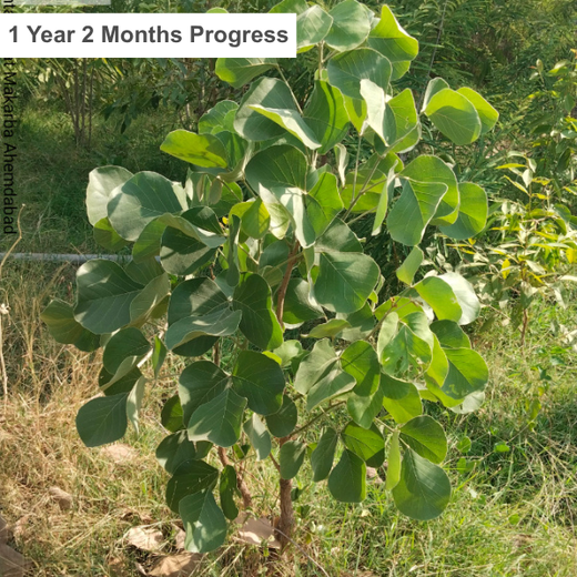 One Machine = One Tree Growing a Greener Tomorrow with Sharp Engineers – 2 years