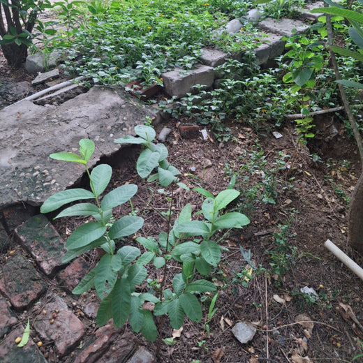 Green Vows: Shivam & Surbhi’s Wedding Gift to Nature – 6 months
