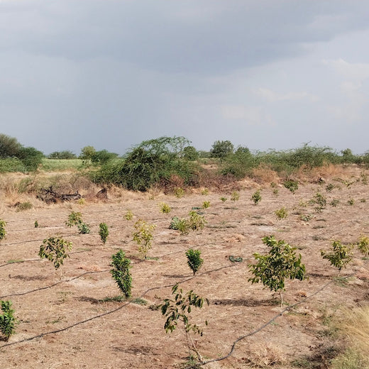 Bevon for Bharat: Where Every Tree Honours a Doctor – Planting