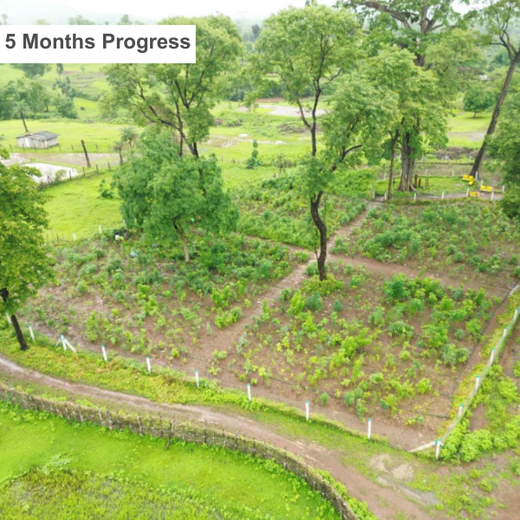 Dolara Village Blossoms: Silox India’s Miyawaki Green Legacy – 2 years