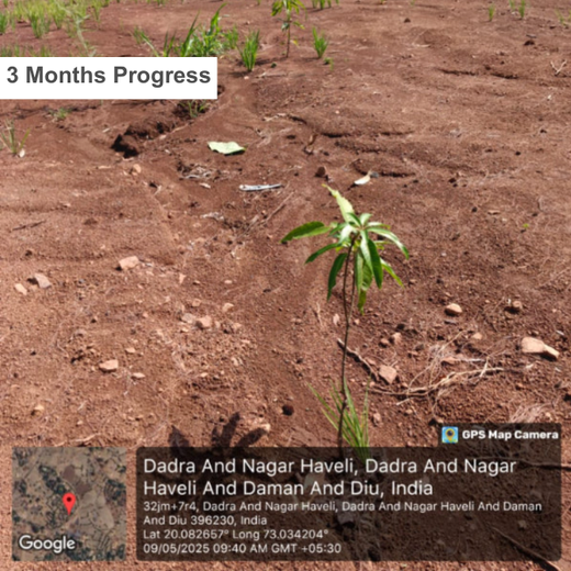 Silox India Agroforestry Initiative: Cultivating Sustainability and Biodiversity – 1 year