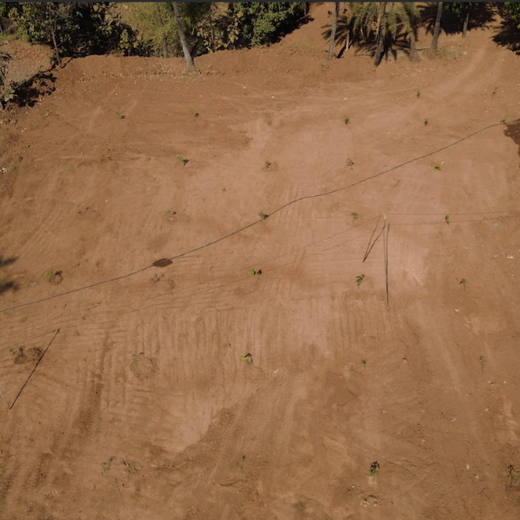 Silox India Agroforestry Initiative: Cultivating Sustainability and Biodiversity – 6 months