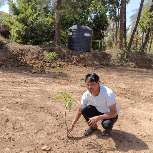 Silox India Agroforestry Initiative: Cultivating Sustainability and Biodiversity – 6 months