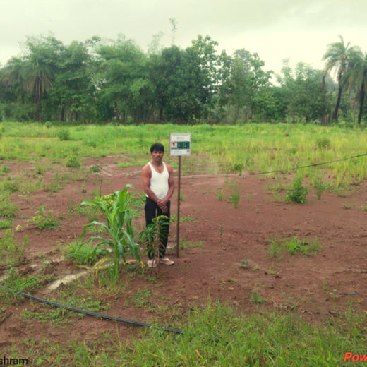 Silox India Agroforestry Initiative: Cultivating Sustainability and Biodiversity – 2 years