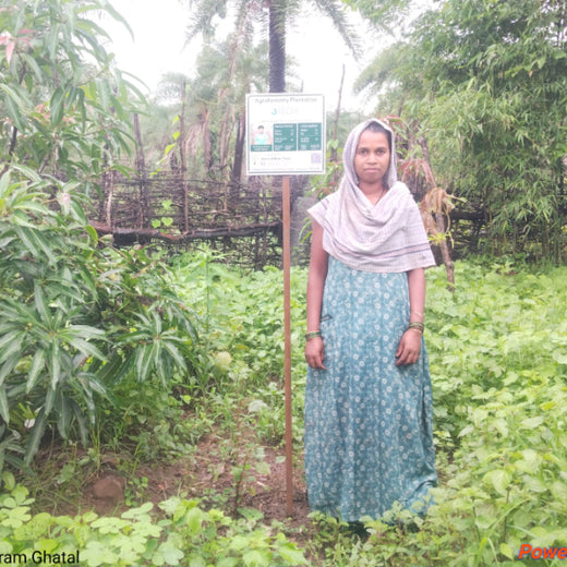 Silox India Agroforestry Initiative: Cultivating Sustainability and Biodiversity – 2 years