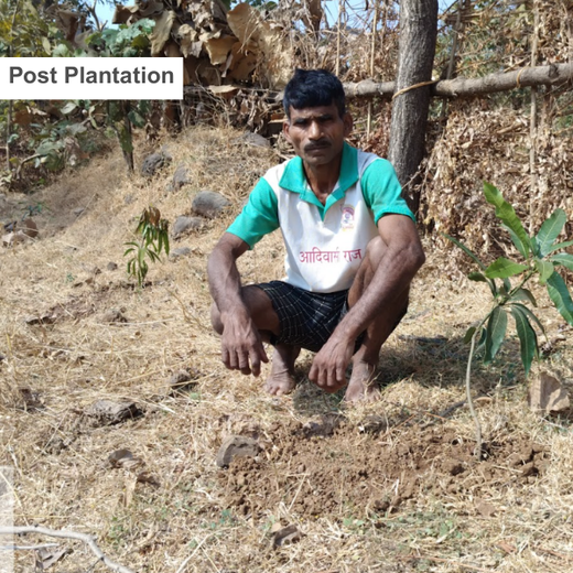 Silox India Agroforestry Initiative: Cultivating Sustainability and Biodiversity – 6 months