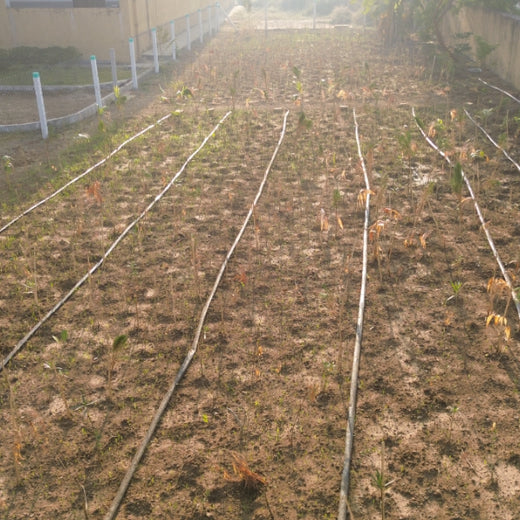 Silox India Miyawaki Tree Plantation School Initiative: Growing Green Futures – 1 year