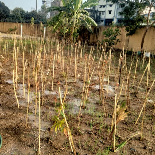 Silox India Miyawaki Tree Plantation School Initiative: Growing Green Futures – 1 year