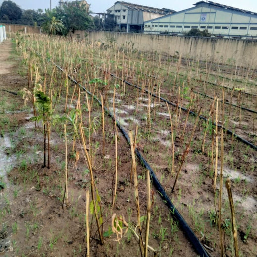 Silox India Miyawaki Tree Plantation School Initiative: Growing Green Futures – 1 year