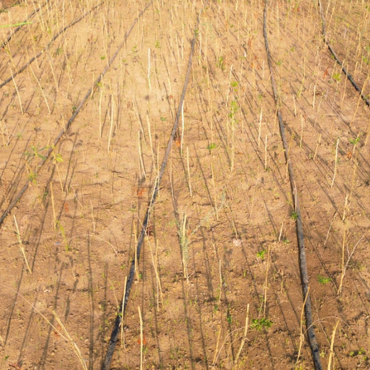 Silox India Miyawaki Tree Plantation School Initiative: Growing Green Futures – 1 year