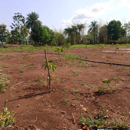 Silox India Agroforestry Initiative: Cultivating Sustainability and Biodiversity – 1 year