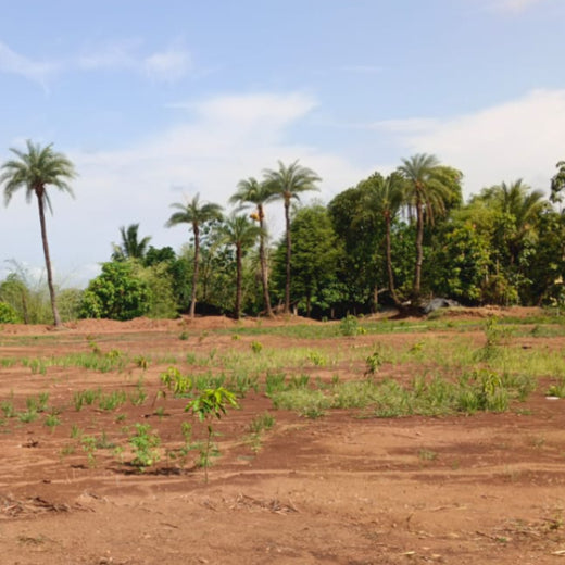 Silox India Agroforestry Initiative: Cultivating Sustainability and Biodiversity – 1 year