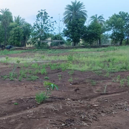 Silox India Agroforestry Initiative: Cultivating Sustainability and Biodiversity – 1 year