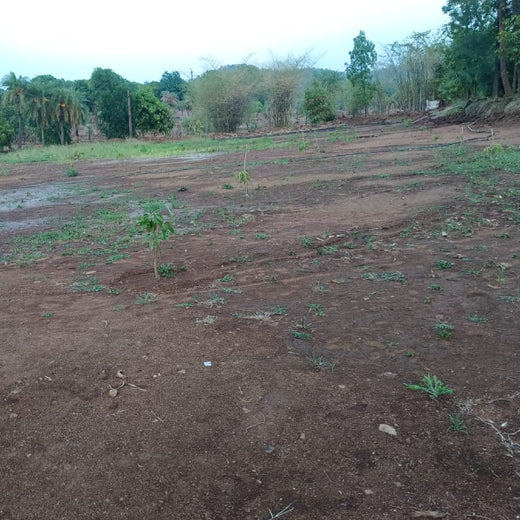 Silox India Agroforestry Initiative: Cultivating Sustainability and Biodiversity – 1 year