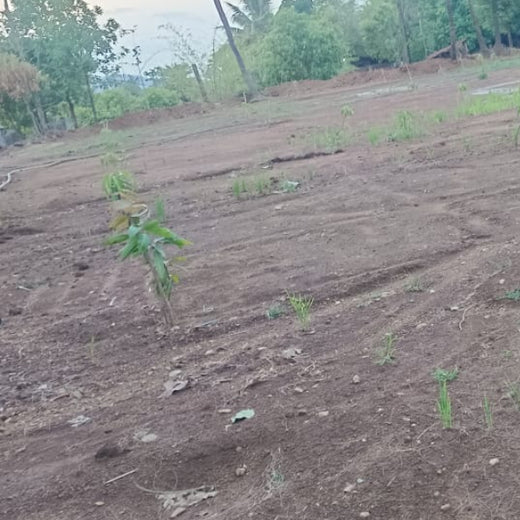 Silox India Agroforestry Initiative: Cultivating Sustainability and Biodiversity – 1 year