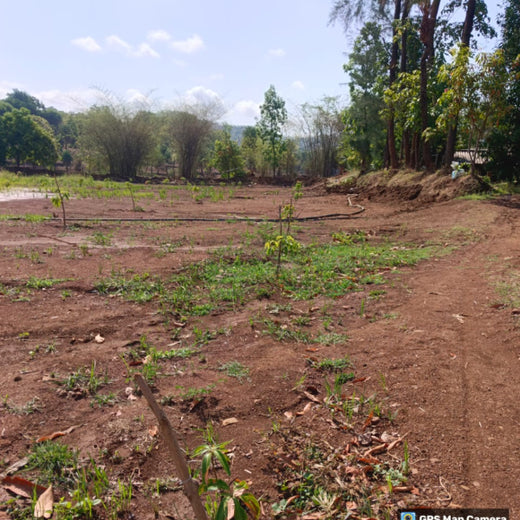 Silox India Agroforestry Initiative: Cultivating Sustainability and Biodiversity – 1 year