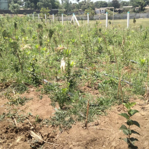 Silox India Miyawaki Tree Plantation School Initiative: Growing Green Futures – 1 year