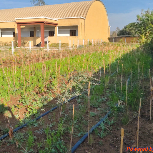 Silox India Miyawaki Tree Plantation School Initiative: Growing Green Futures – 1 year
