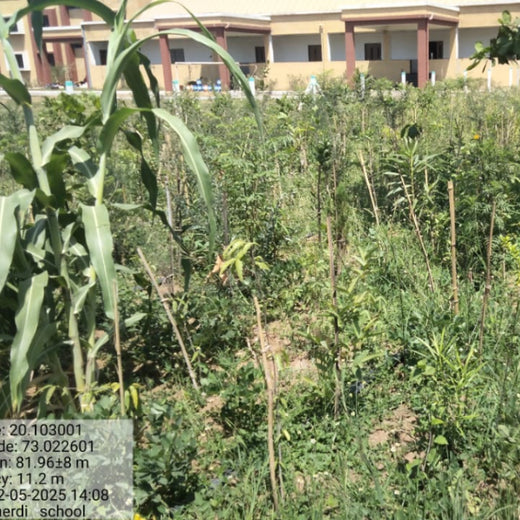 Silox India Miyawaki Tree Plantation School Initiative: Growing Green Futures – 1 year