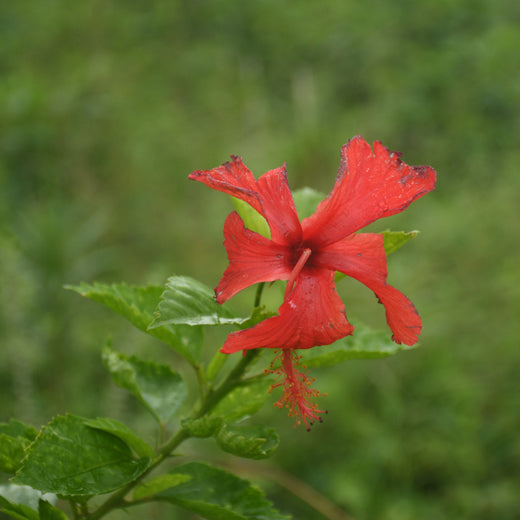 Silox India Miyawaki Tree Plantation School Initiative: Growing Green Futures – 2 years