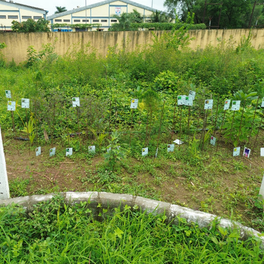 Silox India Miyawaki Tree Plantation School Initiative: Growing Green Futures – 2 years