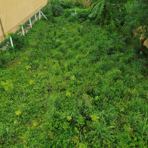 Silox India Miyawaki Tree Plantation School Initiative: Growing Green Futures – 2 years