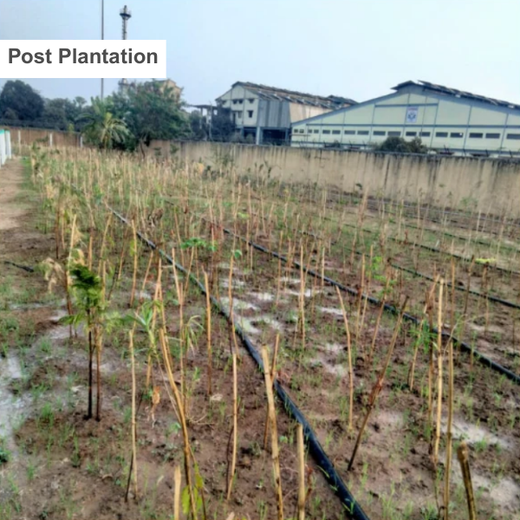 Silox India Miyawaki Tree Plantation School Initiative: Growing Green Futures – 1 year