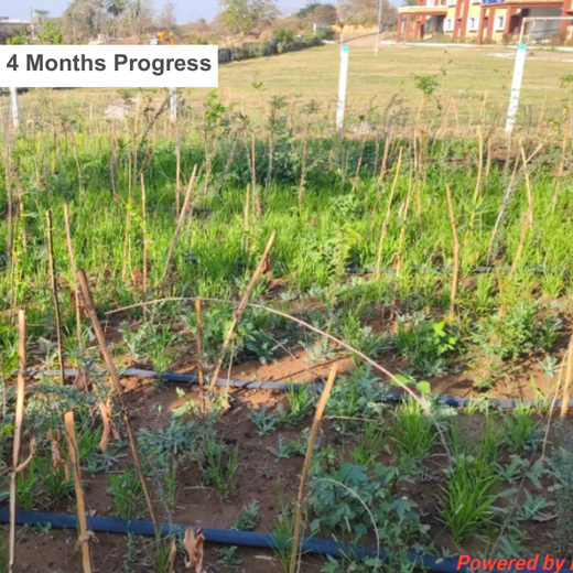 Silox India Miyawaki Tree Plantation School Initiative: Growing Green Futures – 1 year