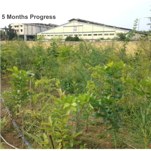 Silox India Miyawaki Tree Plantation School Initiative: Growing Green Futures – 2 years