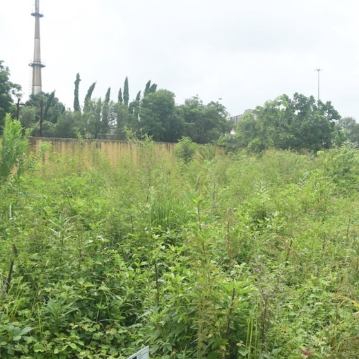 Silox India Miyawaki Tree Plantation School Initiative: Growing Green Futures – 2 years