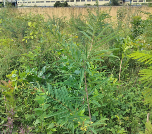Silox India Miyawaki Tree Plantation School Initiative: Growing Green Futures – 2 years
