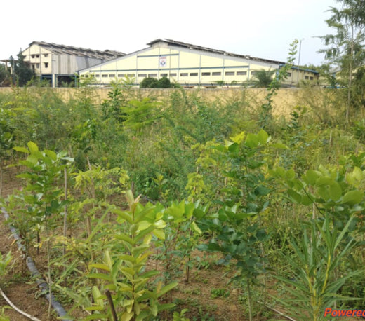 Silox India Miyawaki Tree Plantation School Initiative: Growing Green Futures – 2 years