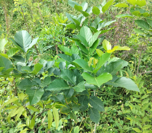 Silox India Miyawaki Tree Plantation School Initiative: Growing Green Futures – 2 years