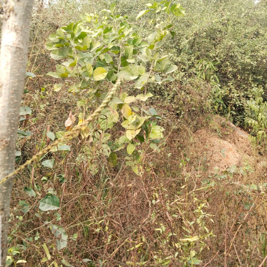 SIMPPLR's Green Commitment: Empowering Employees to Grow Urban Forests – 6 months
