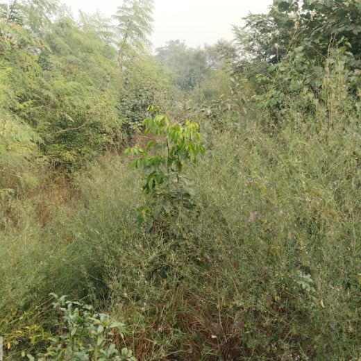 SIMPPLR's Green Commitment: Empowering Employees to Grow Urban Forests – 6 months