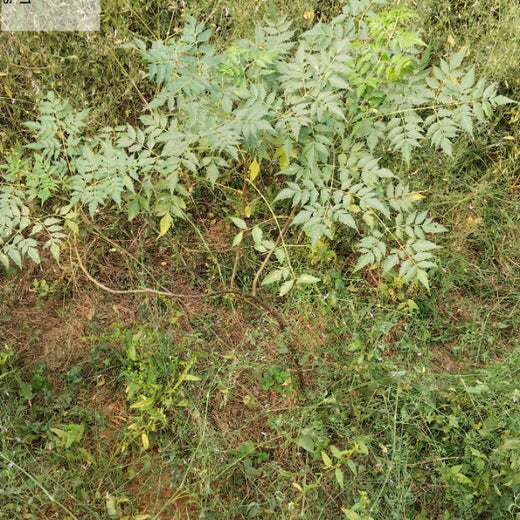 SIMPPLR's Green Commitment: Empowering Employees to Grow Urban Forests – 6 months