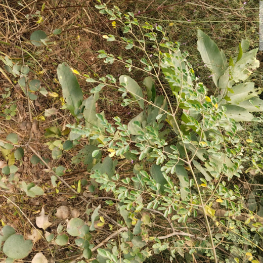 SIMPPLR's Green Commitment: Empowering Employees to Grow Urban Forests – 6 months