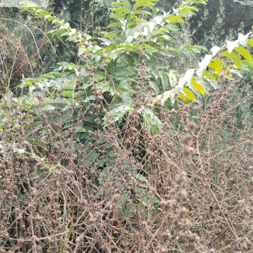 SIMPPLR's Green Commitment: Empowering Employees to Grow Urban Forests – 6 months
