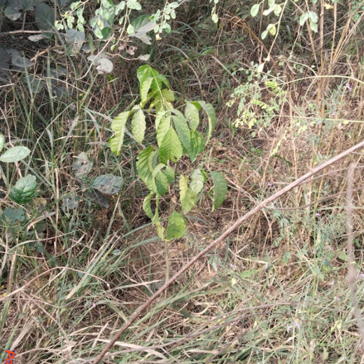 SIMPPLR's Green Commitment: Empowering Employees to Grow Urban Forests – 6 months