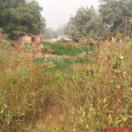 SIMPPLR's Green Commitment: Empowering Employees to Grow Urban Forests – 6 months
