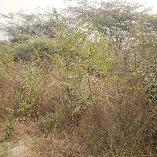 SIMPPLR's Green Commitment: Empowering Employees to Grow Urban Forests – 6 months