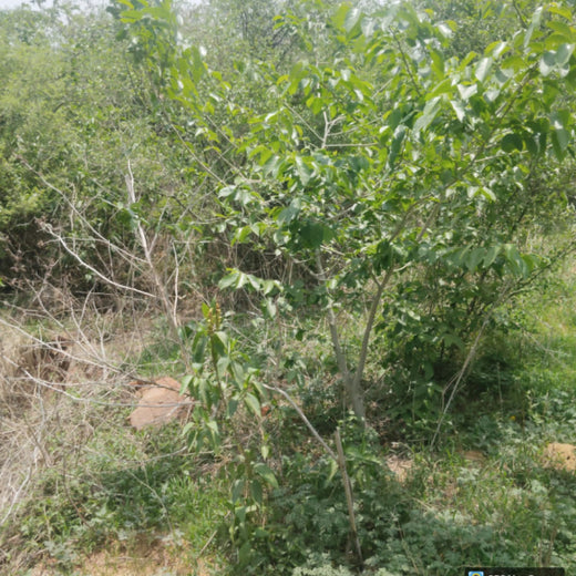 SIMPPLR's Green Commitment: Empowering Employees to Grow Urban Forests – 1 year