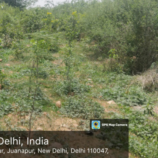 SIMPPLR's Green Commitment: Empowering Employees to Grow Urban Forests – 1 year