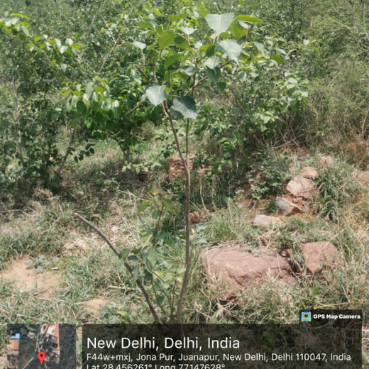 SIMPPLR's Green Commitment: Empowering Employees to Grow Urban Forests – 1 year