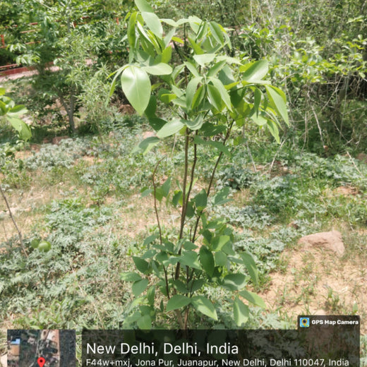 SIMPPLR's Green Commitment: Empowering Employees to Grow Urban Forests – 1 year