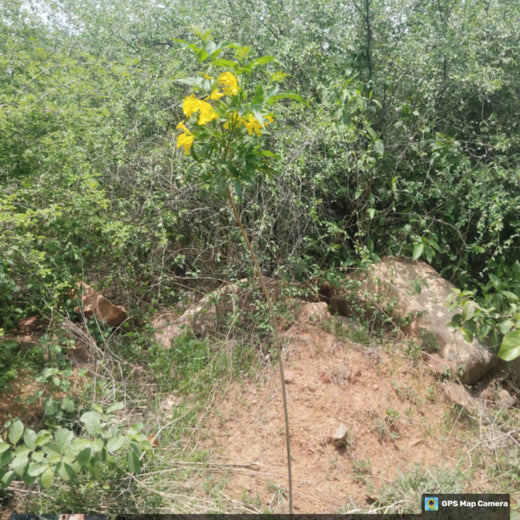 SIMPPLR's Green Commitment: Empowering Employees to Grow Urban Forests – 1 year